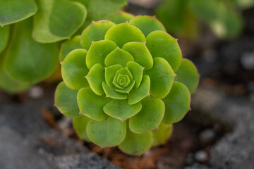 PLANTA SUCULENTA JARDÍN BOTÁNICO CIUDAD DE MÉXICO