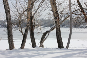 Fototapeta na wymiar trees by the lakeshore in snow in the winter