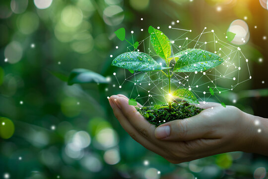 Hand cradling a young plant with network graphics