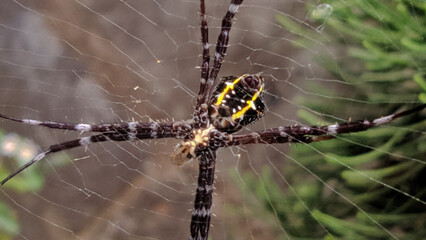 Small spiders that make nests among pine trees