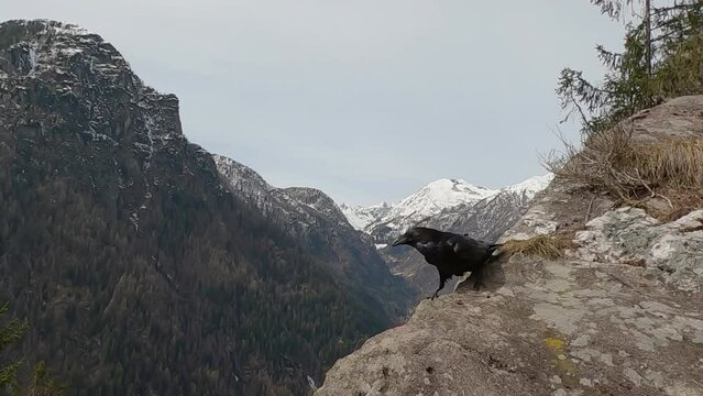 raven, Corvus corax, corvo imperiale 