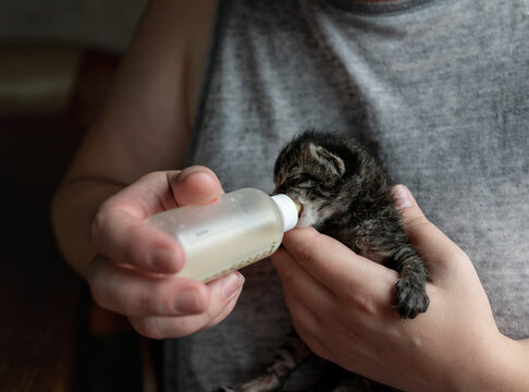 hands feeding little kitten from milk bottle
