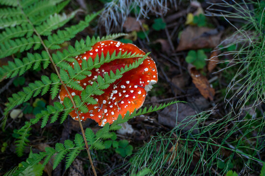 amanita  in autumn forest