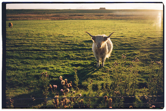 scottish highland cow