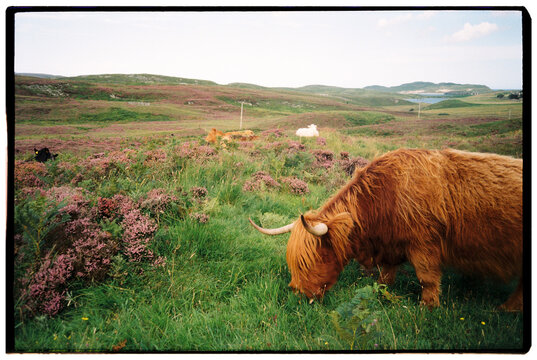 scottish highland cow