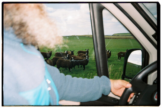 Scottish black sheep heard  through van window