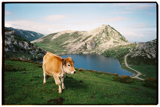 Cows Eating Grass In The Covandonga Lake In Asturias