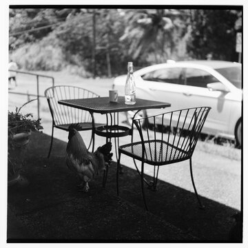 Captured Contrasts: Rooster on a Restaurant Table in Hawaii