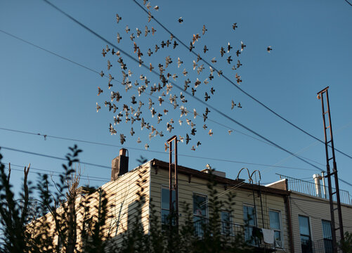 Flock of Birds over Brooklyn