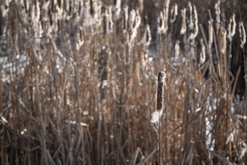 Reed seed spores by the pond.
