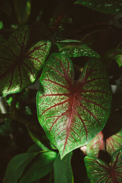 Leaf illuminated with a sunlight