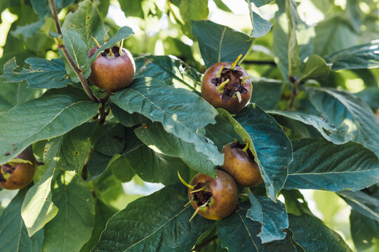 Medlars