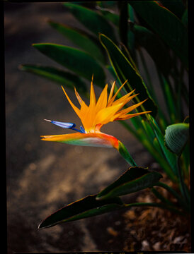 Strelitzia reginae Close-Up: Nature's Intricate Details