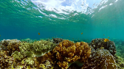 Coral reef ecosystem. Underwater world scenery of colorful fish and corals.
