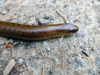 Anguis fragilis, or slow worm