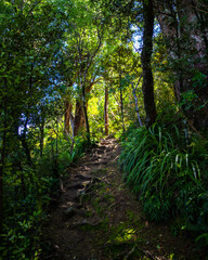 Obraz premium lush forest in otepatotu scenic reserve near akaroa, bank peninsula, canterbury, new zealand south island; park with native plants near christchurch