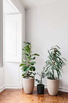 Three potted house plants beside a bright window sill.