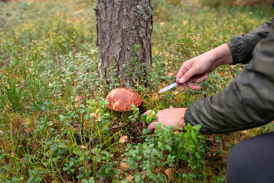 hand with a knife cuts mushrooms in a spruce forest