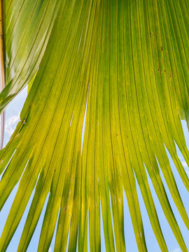 Sunlit Palm Leaf Detail