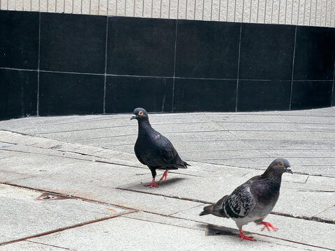 Pigeons Strutting on Urban Sidewalk