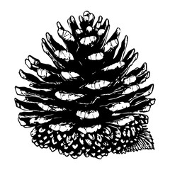 hand drawn illustration of pine cone