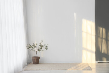 Interior of room with plant and light curtain