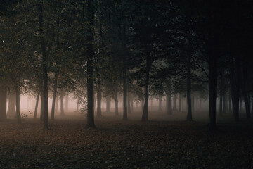 Foggy autumn park before dawn