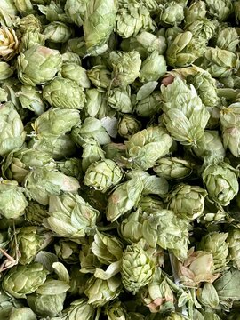 
Beer hops