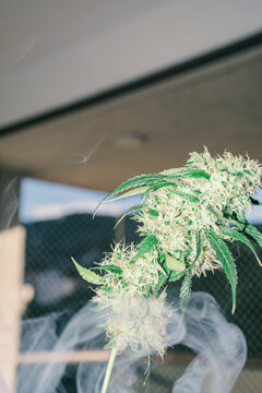 Weed and smoke