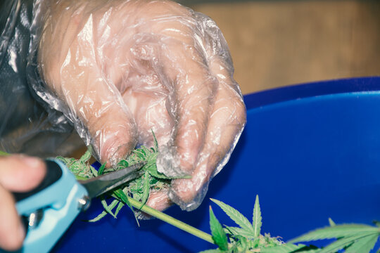 Weed harvesting