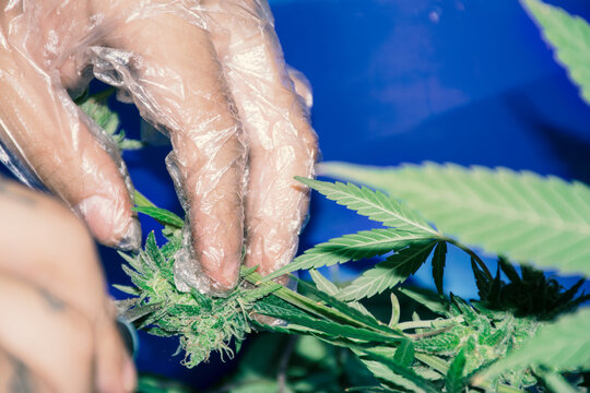 Weed harvesting