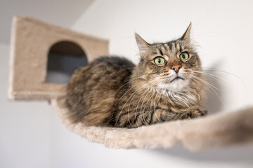 A long-haired cat relaxes on a cat structure on the wall.
