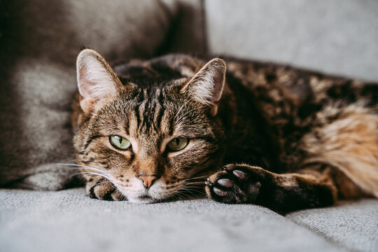 Portrait of a cat lying on a sofa and looking at the camera.