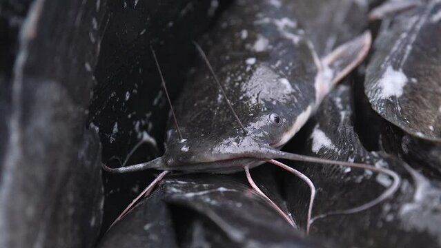 Catfish squirm while lying in a plastic box, close-up. Industrial fish farming. Catfish caught at a fish farm for sale. Breeding catfish in a pond. Live Freshwater fish at fish market lies on display.