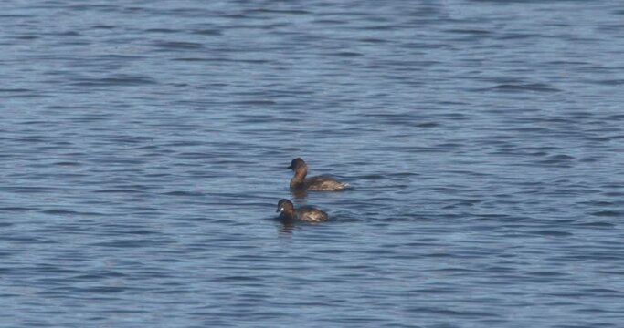 Little Grebe dabchick birds swimming diving on the water slow motion