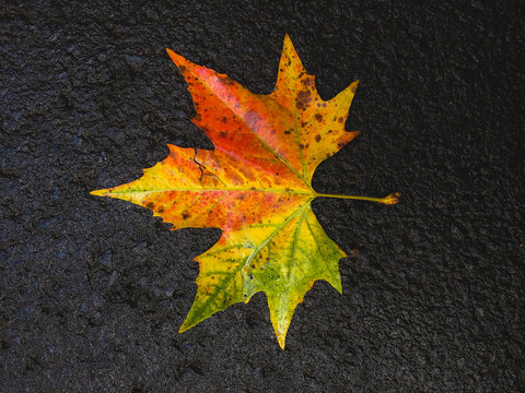 Close Up Of Colorful Leaf On Wet Asphalt