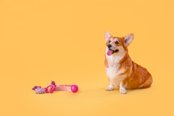 Cute Corgi dog with different pet accessories and bowl for food on yellow background