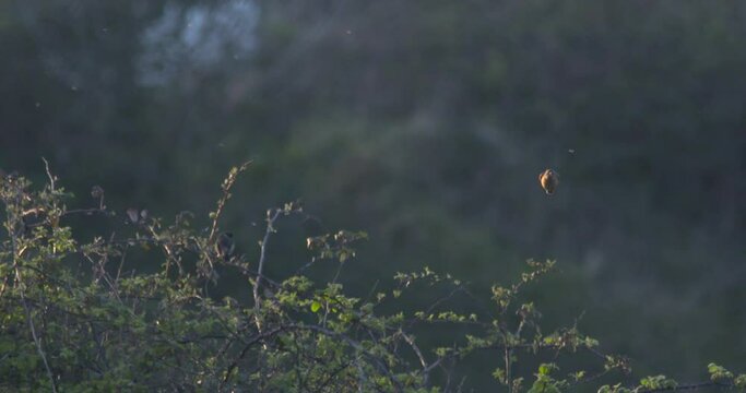 Stonechat bird catching fly insects on the wing slow motion
