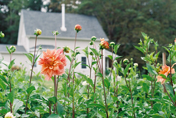 new england flower farm