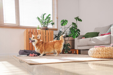 Cute Corgi dog with bowl for food, pet accessories and bed at home