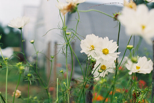 field of white blooming cosmos 