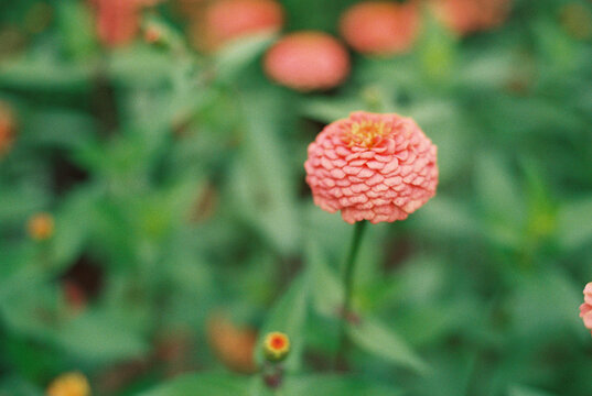 field of zinnia 