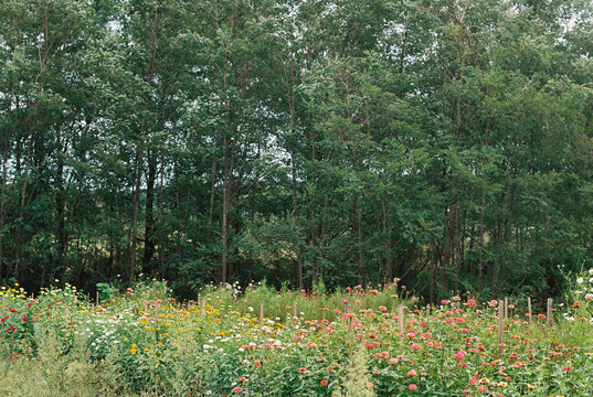 field of zinnia 