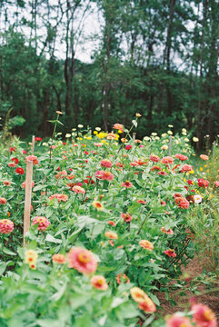 field of zinnia 
