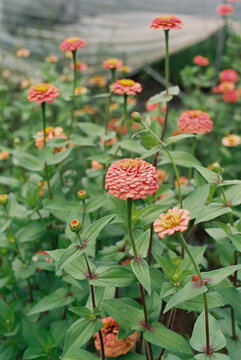 field of zinnia 