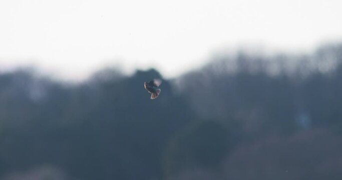 Stonechat bird catching insects in mid air flying slow motion