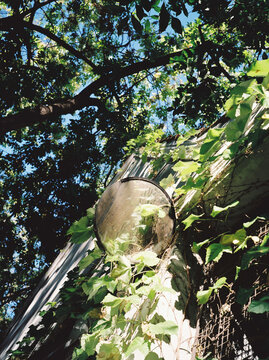 Mirror in the trees