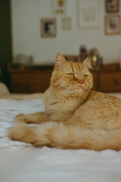 A ginger cat on a bed