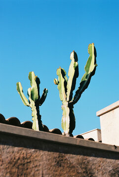 Graphic image of a cactus on the roof