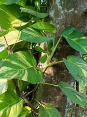 Epipremnum aureum is a species in the arum family Araceae, native to Mo'orea in the Society...
